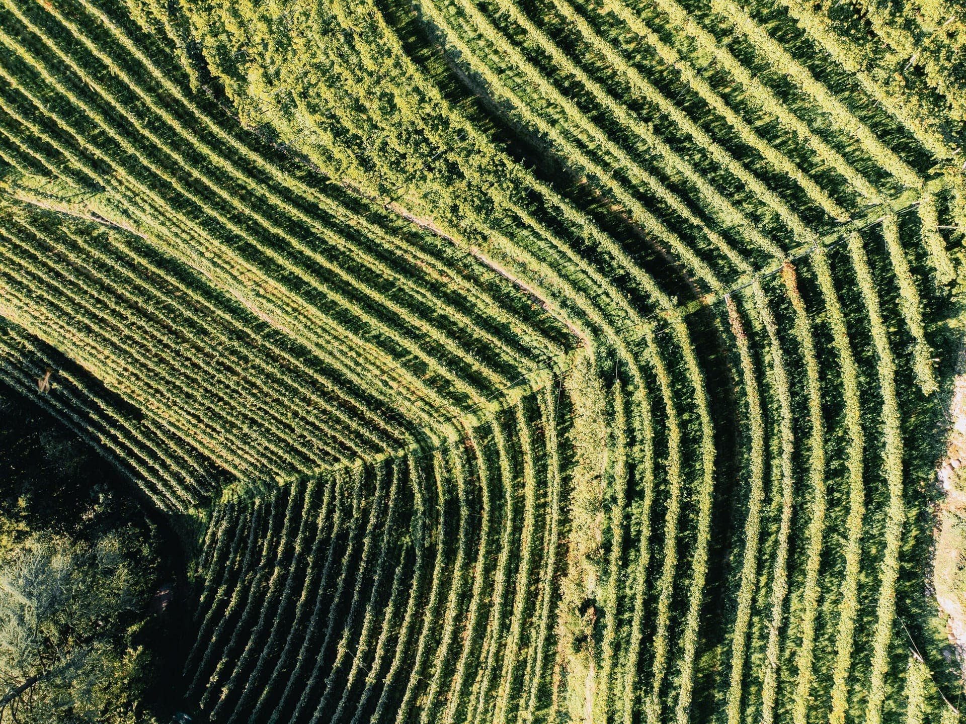 Our Vineyards